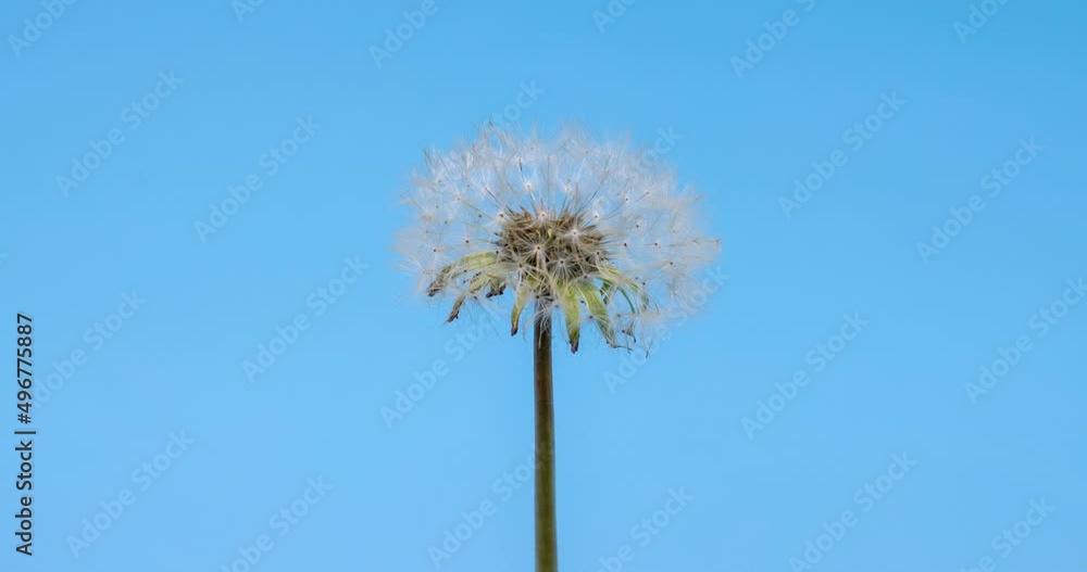 time lapse of the dandelion seeds unfold on blue background time lapse of the dandelion seeds unfold on blue background