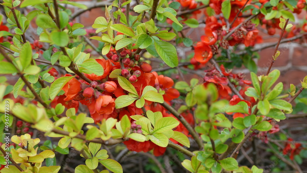 Flowering quince bush or chaenomeles with beautiful red orange flowers Flowering quince bush or chaenomeles with beautiful red orange flowers