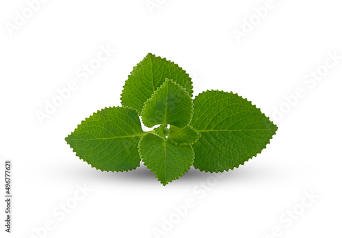 Photos fresh coleus amboinicus on a white,isolated