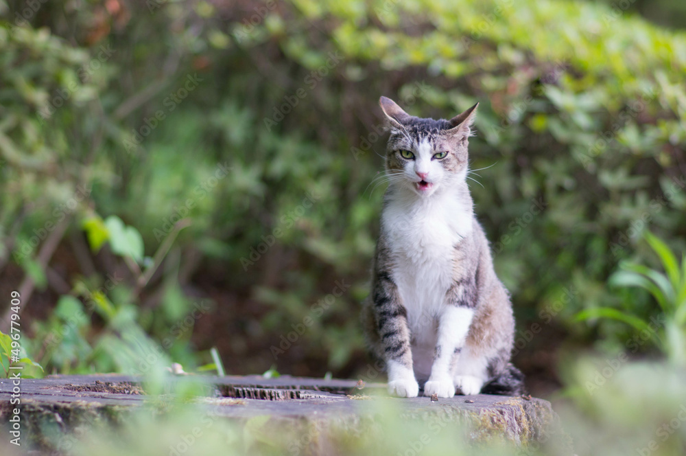 Obraz premium 怒る猫