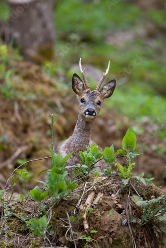 Chevreuil (Capreolus capreolus) brocard au printemps. Alpes. France