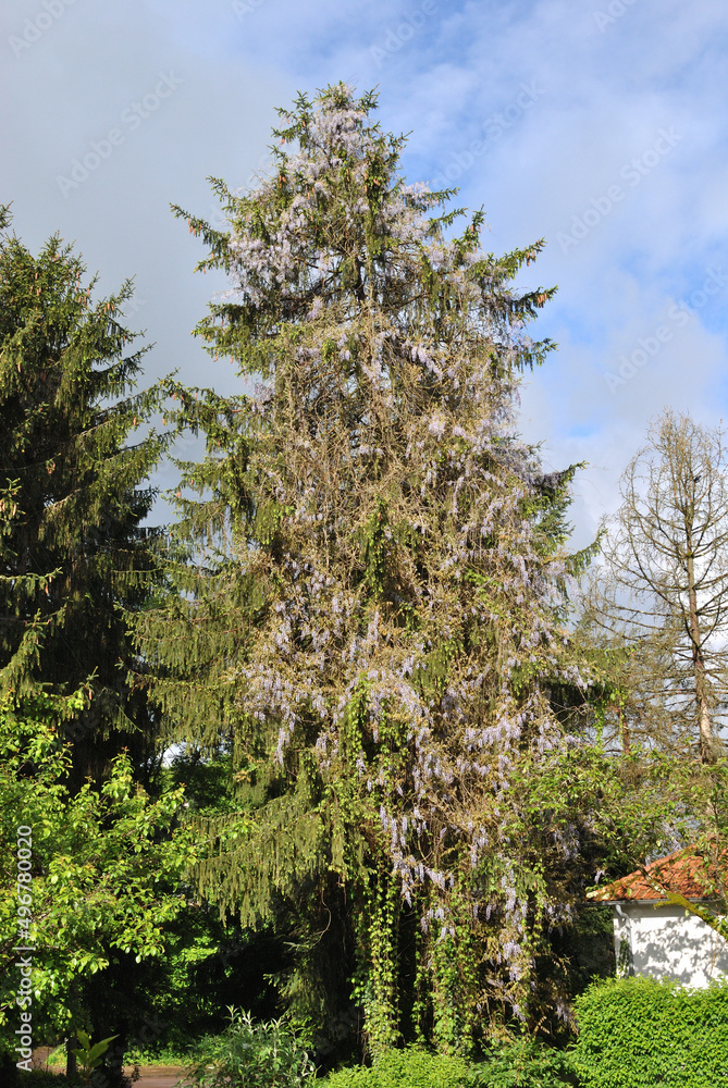 Large Tree Covered in Flowering Wisteria Plant seen against Blue Sky Large Tree Covered in Flowering Wisteria Plant seen against Blue Sky
