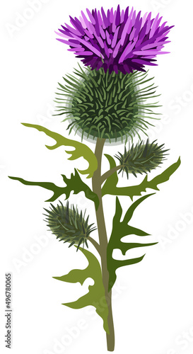 Canvas Print Vector floral illustration of thistle isolated on white background