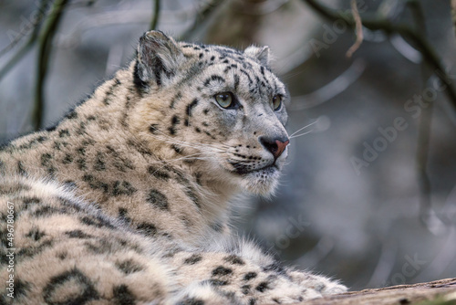 Portrait of a snow leopard, Panthera uncia