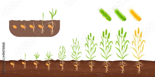 Wheat growth stages. Germination sedding plant, growing sprout plantation, cultivation roots seed, life cycle agriculture growth stages plants photo