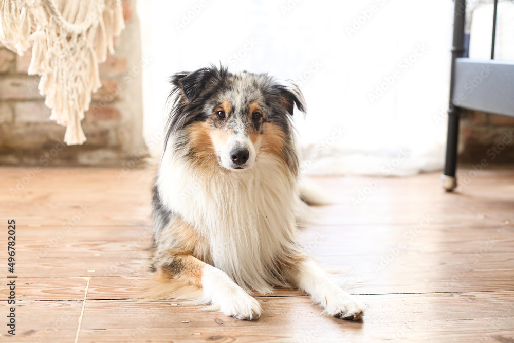 Fototapeta premium Blue merle shetland sheepdog sheltie laying on wood floor.
