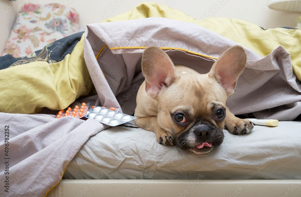 Dog bulldog sticking out his tongue lies in bed under the covers calmly looking into the camera. The French bulldog lies, covered with a warm blanket, and nearby are pills in different packages. Dog bulldog sticking out his tongue lies in bed under the covers calmly looking into the camera. The French bulldog lies, covered with a warm blanket, and nearby are pills in different packages.