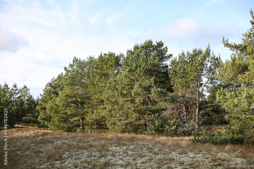 Natural landscape view with pine trees near seaside. Natural landscape view with pine trees near seaside.