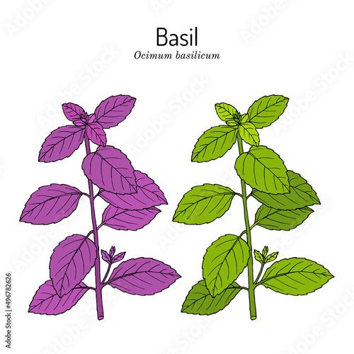 Basil, Thai basil, or sweet basil, culinary and aromatic herb