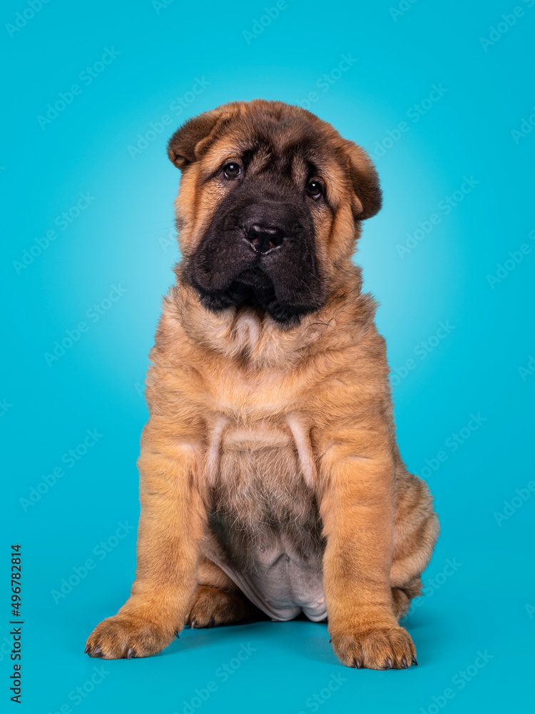 Fototapeta premium Adorable Shar-pei dog pup, sitting up facing front. Looking towards camera with cute droopy eyes. Isolated on a turquoise blue background.