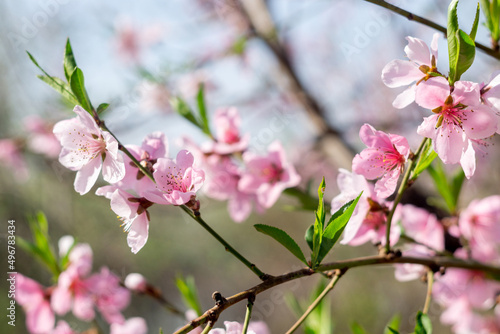 Fototapeta Naklejka Na Ścianę i Meble -  Pink Flowers Blooming Peach Tree at Spring. Blur of pink, sakura flower on nature background. spring tree flowering.