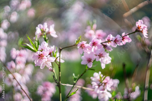 Pink peach flowers begin blooming in the garden. Close-up, spring theme of nature. Blurred background. Selective focus © Алексей Филатов