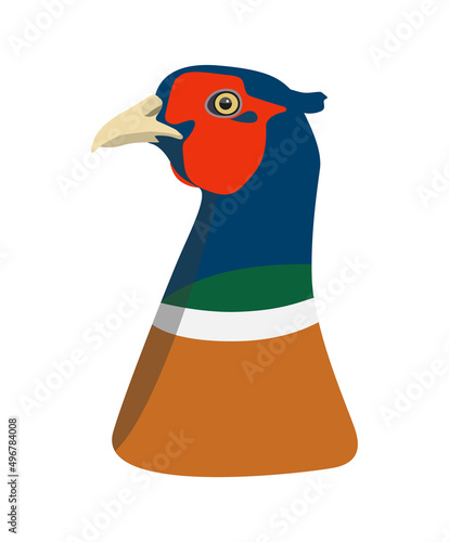 Pheasant head isolated on white background