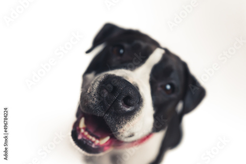 Closeup portrait of a pure breed dog smiling at camera. Focus on the nose. White background. High quality photo