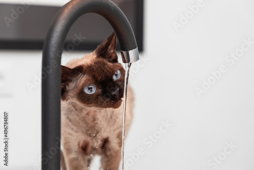 Young cat Devon Rex in the kitchen looking at a stream of water from a faucet (Selective focus)