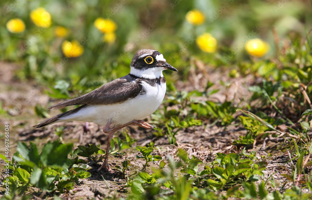 Fototapeta premium Little ringed plover on the breedeng place in the floodplain of the Pripyat River