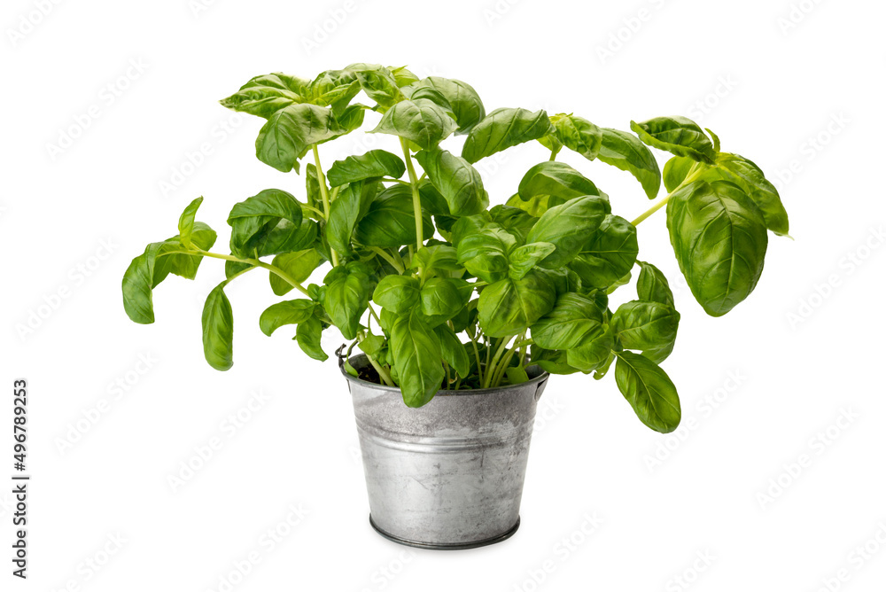 Basil plant in vase tin isolated on white background, copy space, clipping path Basil plant in vase tin isolated on white background, copy space, clipping path