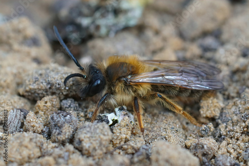 Detailed closeup on a male Grey-gastered mining bee on a sandy soil photo