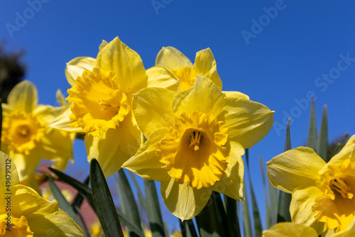 Yellow Daffodils on a blue sky