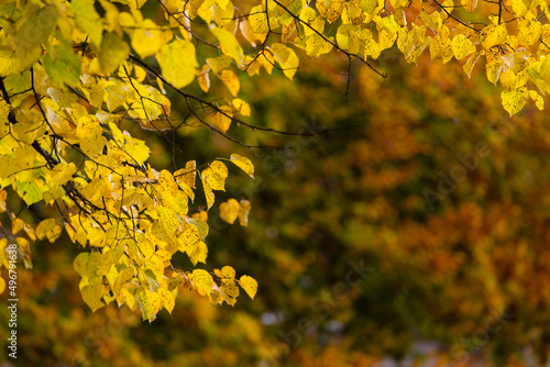 Autumn Trees in Kungsparken, Malmo, Sweden photo
