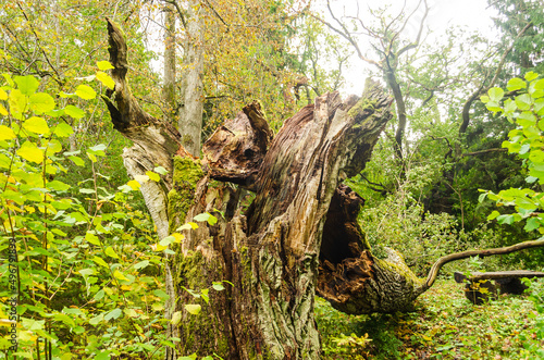 Old broken oak tree trunk stump laying in forest. 