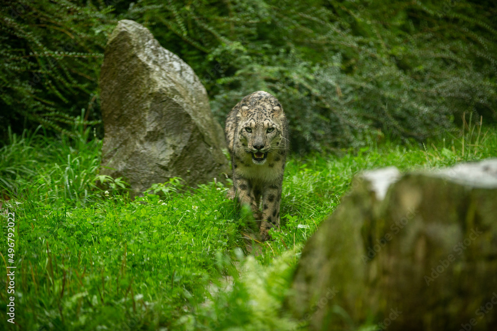 Snow leopard portrait in amazing light. Wild animal in the nature habitat. Very rare and unique wild cat. Irbis. Panthera uncia. Uncia uncia. Snow leopard portrait in amazing light. Wild animal in the nature habitat. Very rare and unique wild cat. Irbis. Panthera uncia. Uncia uncia.