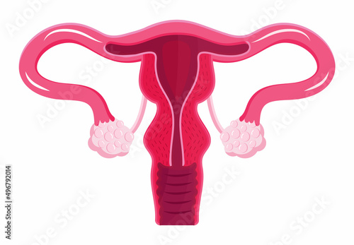 Uterus icon vector. Internal woman organ. World menopause day, endometriosis illustration. Gynecologist sign for medical blog.