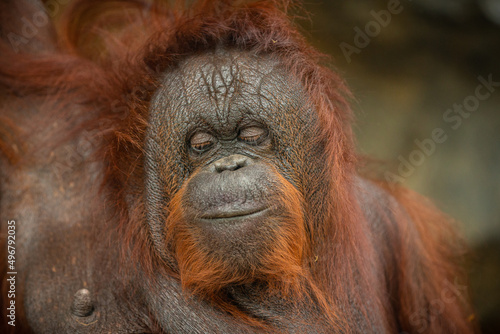 Endangered bornean orangutan in the rocky habitat. Pongo pygmaeus. Wild animal behind the bars. Beautiful and cute creature. © photocech