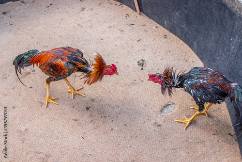 Rooster during a cockfight at an event photo