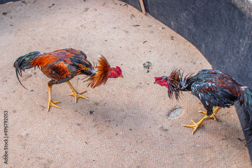 Tableau sur toile Rooster during a cockfight at an event
