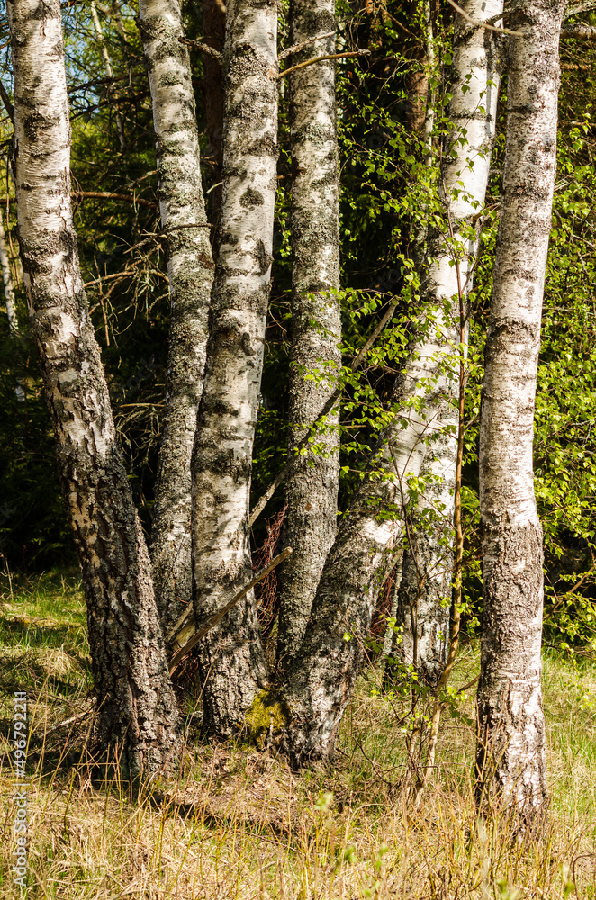 Fototapeta premium Birch grove on a sunny spring day.