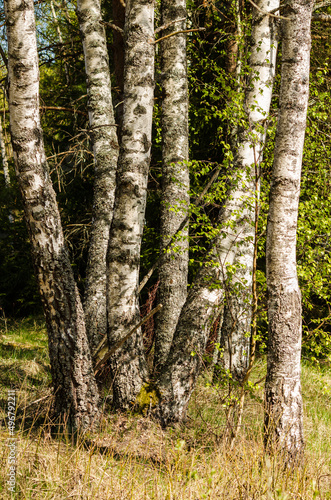 Fototapeta Naklejka Na Ścianę i Meble -  Birch grove on a sunny spring day.