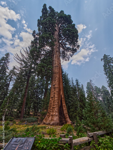 Low angle shot of giant sequoia trees under blue bright sky in Sequoia National Park photo