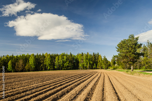 otato field with furrows, clouds and forest on a sunny spring day.