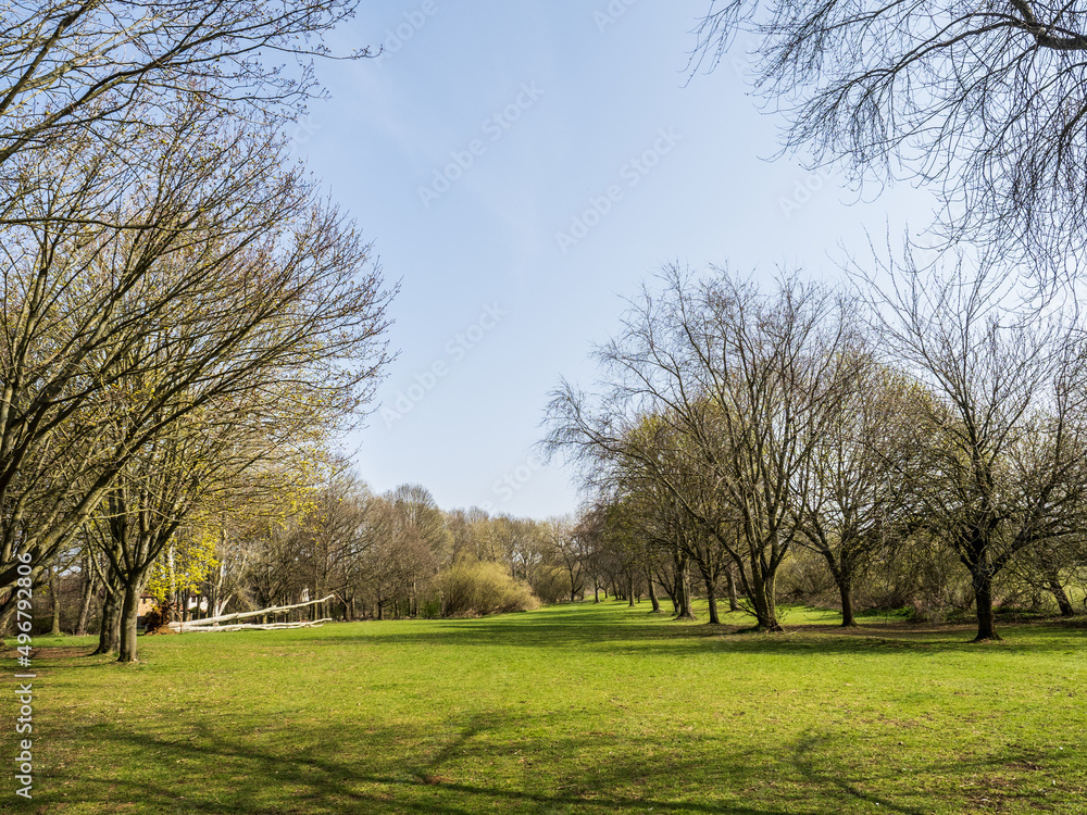 Obraz premium trees in the park