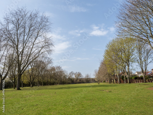 trees in the park