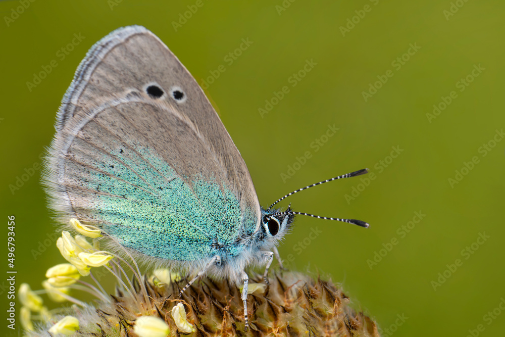 Obraz premium Macro shots, Beautiful nature scene. Closeup beautiful butterfly sitting on the flower in a summer garden.