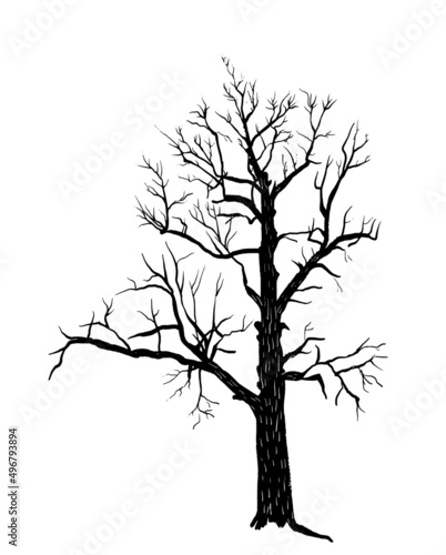 drawing, picture, old dry tree, sprawling oak, sketch, hand drawn digital vector illustration