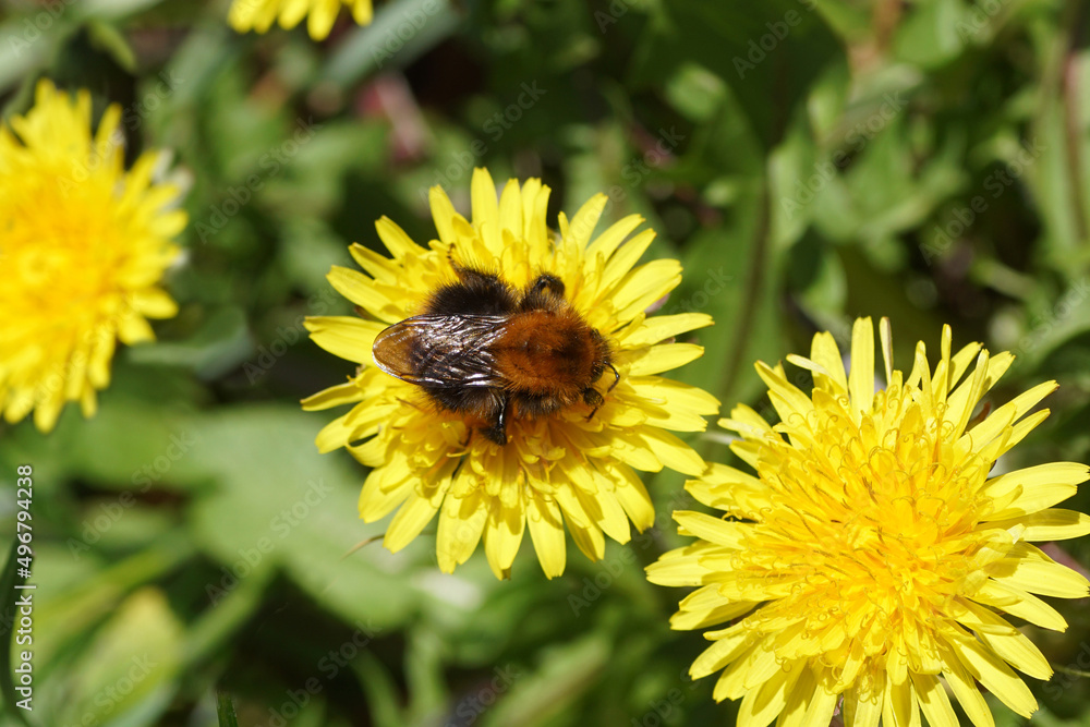 Queen Common carder bee (Bombus pascuorum), family Apidae on the flower of Taraxacum officinale, common dandelion, family Asteraceae or Compositae. Blurred leaves of snowdrops and crocuses. Queen Common carder bee (Bombus pascuorum), family Apidae on the flower of Taraxacum officinale, common dandelion, family Asteraceae or Compositae. Blurred leaves of snowdrops and crocuses.