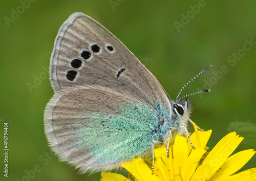 Macro shots, Beautiful nature scene. Closeup beautiful butterfly sitting on the flower in a summer garden. © blackdiamond67