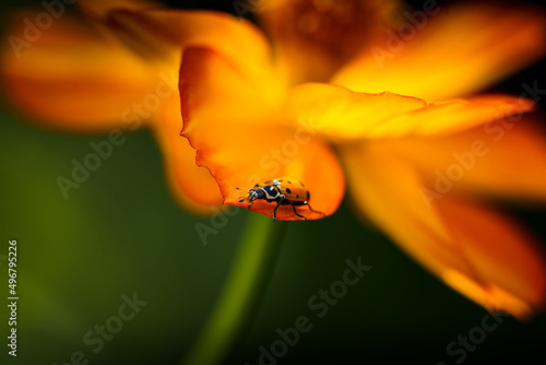 Obraz na plátne Closeup of the convergent lady beetle on the flower petal