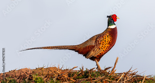 Photo Wild pheasant side view close up