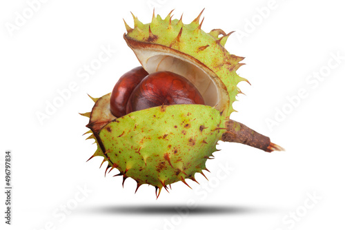 Spiky conker opening isolated on white