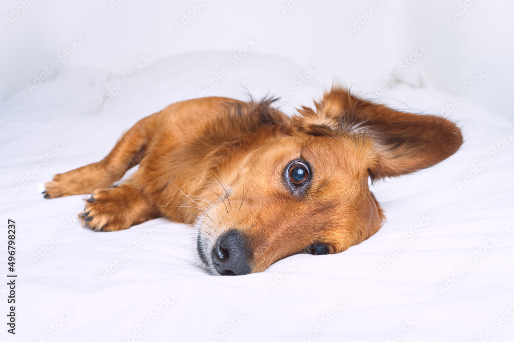 Beautiful cute brown long haired dachshund dog lying on the white bed