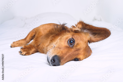 Beautiful cute brown long haired dachshund dog lying on the white bed © Creative Cat Studio