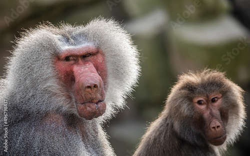 Closeup of a male and female Hamadryas baboons photo