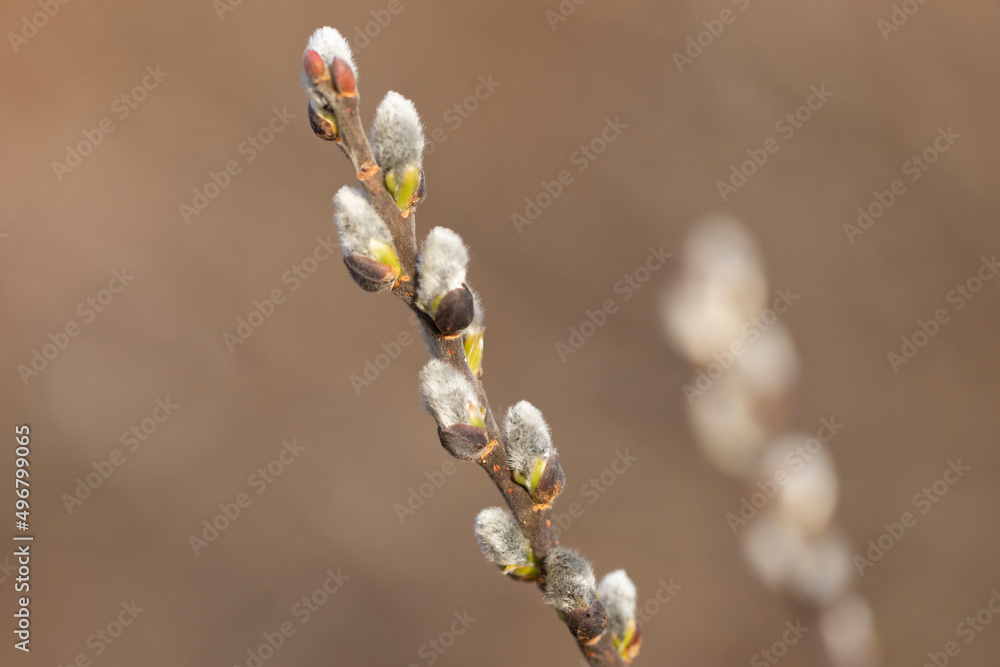 Spring branches of pussy willow on colorful blurred background. Blossoming willow of Easter. symbol of palm. Beautiful pussy willow flowering branch with fluffy catkins in sunlight closeup. Spring branches of pussy willow on colorful blurred background. Blossoming willow of Easter. symbol of palm. Beautiful pussy willow flowering branch with fluffy catkins in sunlight closeup.