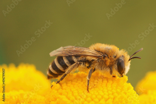 Closeup on a Davies' Cellophan bee, Colletes daviesanus , sitting on host plant Tanacetum vulgare photo