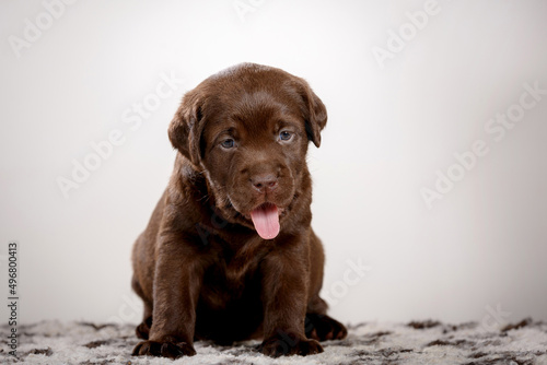 chocolate labrador puppy in studio