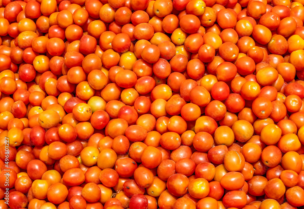 A pile of organic fresh tomatoes close up shot on a bright sunny day